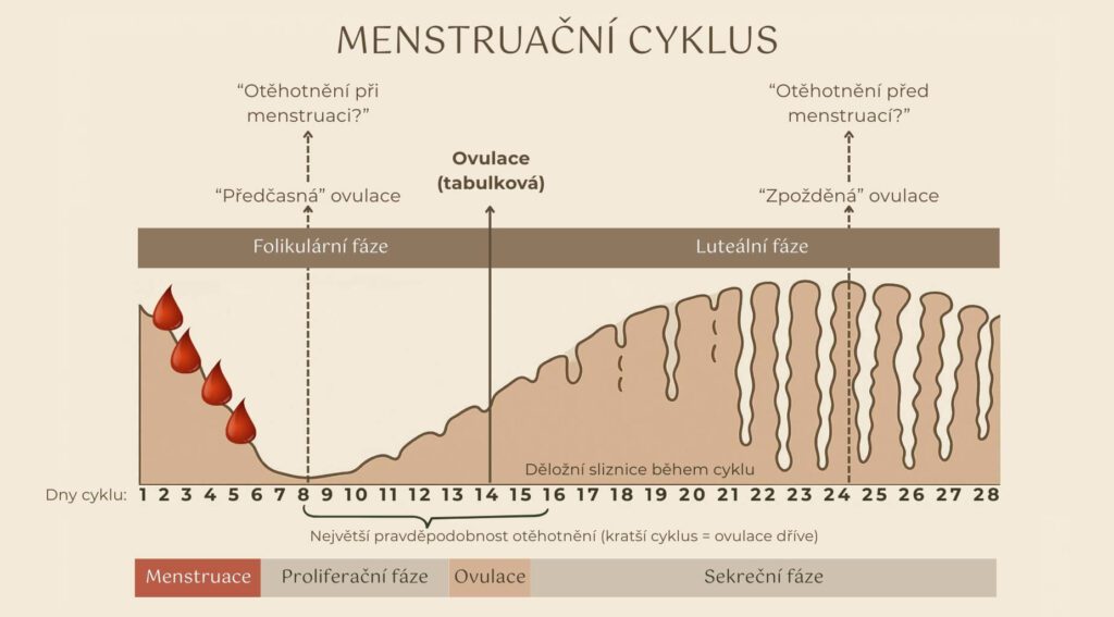 Menstruační cyklu a jeho fáze - znázornění variability, kdy může proběhnout ovulace